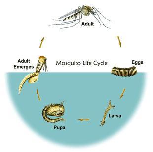 Mosquito Spraying Process Delafield